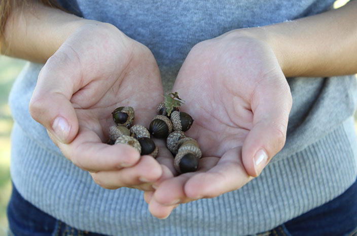 An acorn (a seed) can grow into a tree. Similarly, a seed keyword can help you grow a list of keywords and content ideas. <em>Photo: Nakota Wagner.</em>